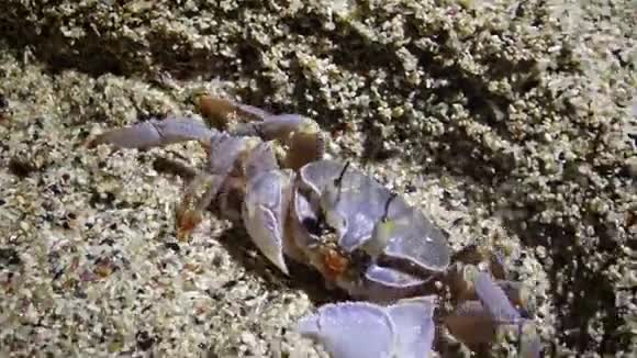 红海鬼蟹蟹沿着沙滩奔跑在沙滩上的沙滩上打洞视频的预览图