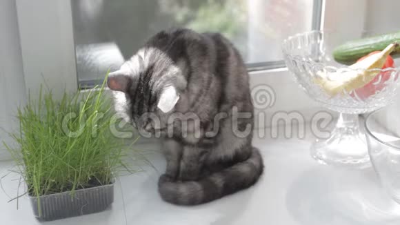 英国猫坐在窗台上吃草视频的预览图