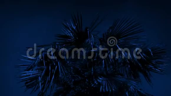 夜间强风热带棕榈树视频的预览图