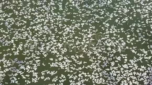 白色樱花树的花瓣在水中视频的预览图