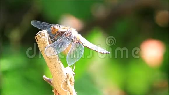 自然界中的蜻蜓视频的预览图