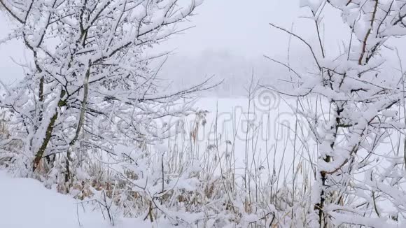 冬季圣诞节的背景下雪落在树枝上美丽的自然景观视频的预览图