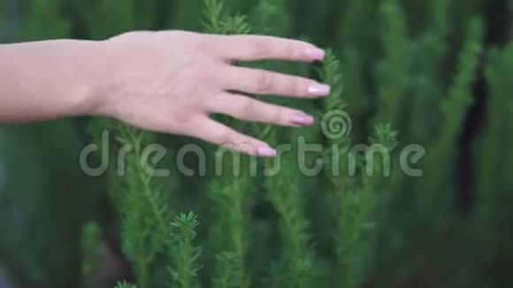 女人的手触摸绿色的树枝视频的预览图