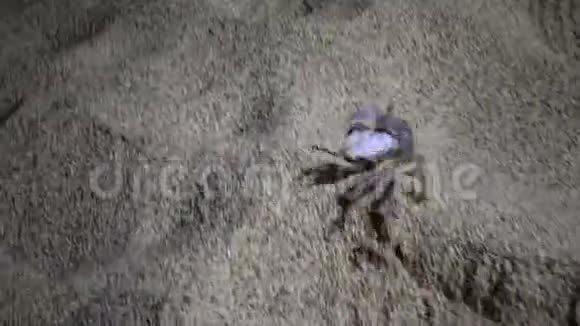 红海鬼蟹蟹沿着沙滩奔跑在沙滩上的沙滩上打洞视频的预览图