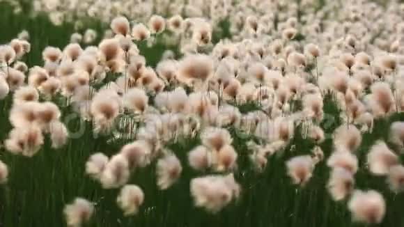 俄罗斯亚马尔半岛上锈迹斑斑的大量棉花视频的预览图