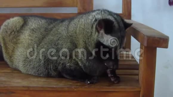 亚洲棕榈麝香猫视频的预览图