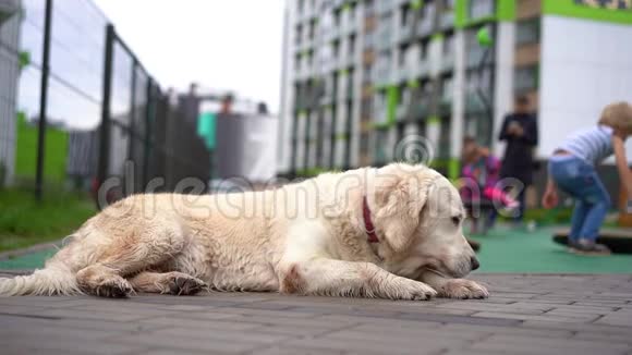 现代城市的宠物生活狗在一个动物友好的社区的游乐场附近休息视频的预览图
