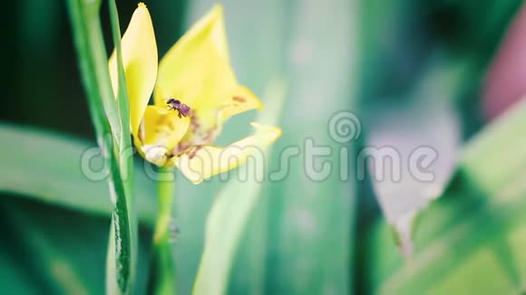 春暖花开时小昆虫在探索它的环境视频的预览图