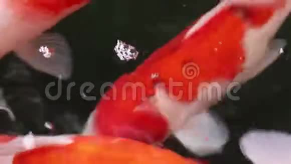 美丽的锦鲤鱼游在颗粒漂浮的绿水中视频的预览图