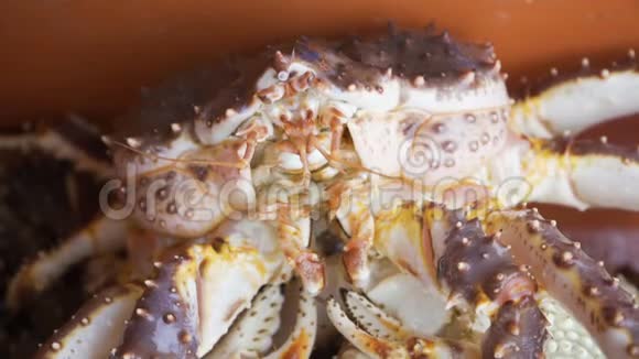 几只粉红色的大螃蟹坐在鱼市的一个水槽里视频的预览图