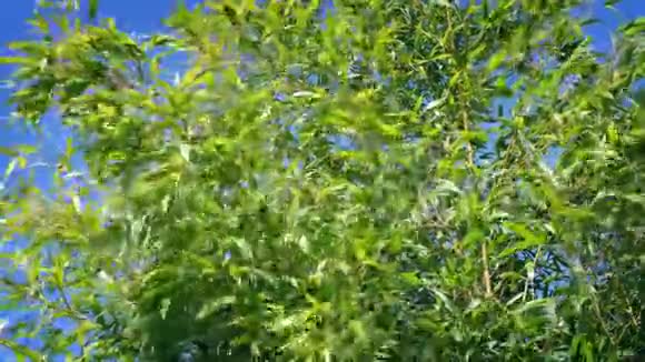 阳光明媚的一天微风中的竹子视频的预览图