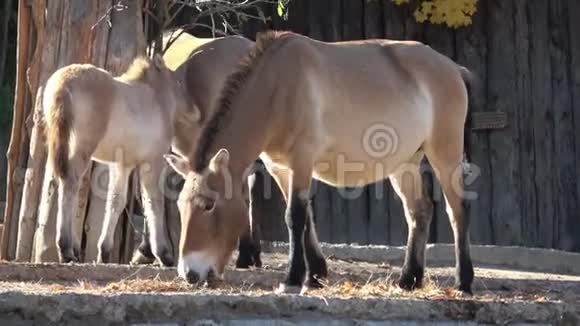野马也被称为蒙古野马或龙胆马视频的预览图