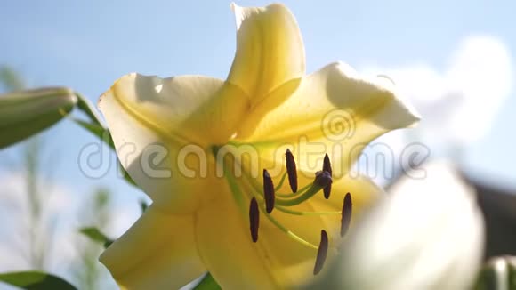 黄色的花园百合迎着蓝天在夏天绽放特写镜头鲜花生意春天的美丽花朵视频的预览图
