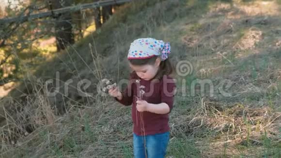 小可爱的女孩在山上摘干花视频的预览图