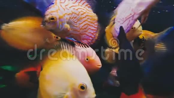 鱼在水族馆里游泳视频的预览图