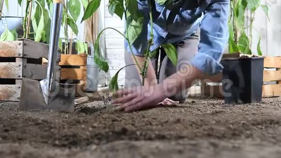 女人在菜园里工作把甜椒植物从锅里放在地上这样它就可以长出来靠近装满木盒子的地方视频的预览图