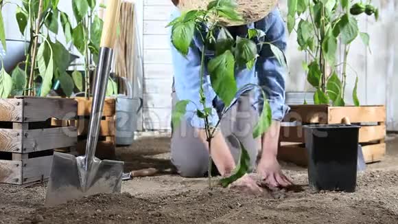 女人在菜园里工作把甜椒植物从锅里放在地上这样它就可以长出来靠近装满木盒子的地方视频的预览图