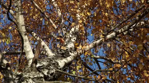 黄桦树的叶子覆盖着蓝天视频的预览图
