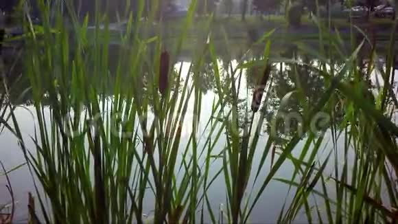 湖芦苇大自然视频的预览图