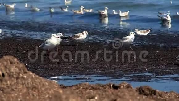 海上的海鸥视频的预览图