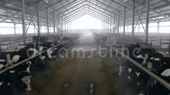 一个大牛棚里有奶牛关门了视频的预览图