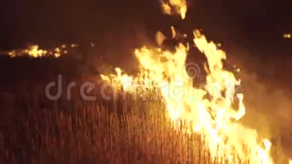 田野里草的夜火4K视频的预览图