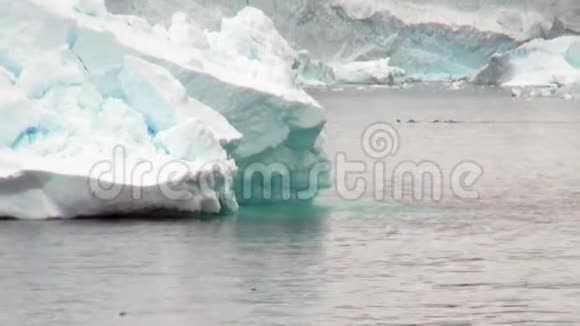 南极洲海洋浮冰附近的海豹潜水视频的预览图