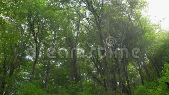 热带森林里的雨山上有阳光视频的预览图