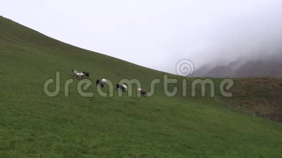 羊在巴伐利亚的山地草地上放牧视频的预览图