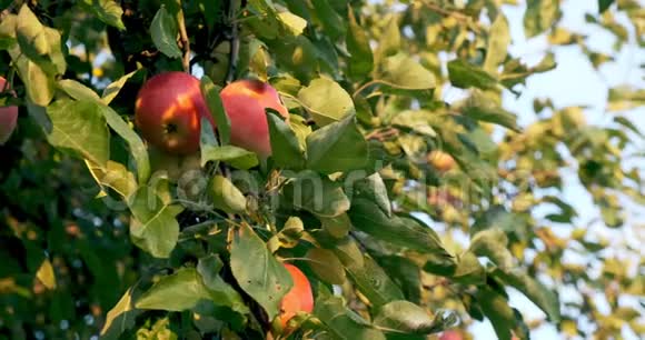 苹果挂在阳光下的树枝上花园里丰收了视频的预览图