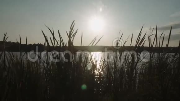 乡村一片池塘的夏日夕阳视频的预览图