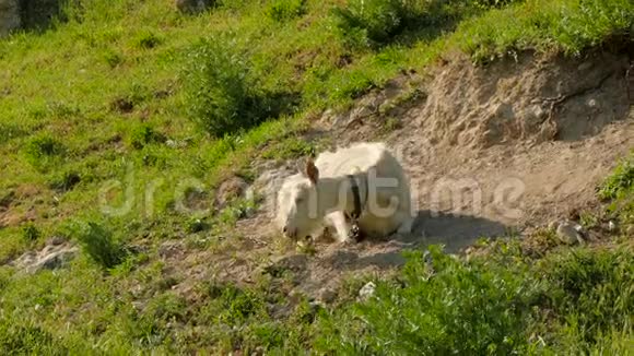 一只被链子拴着的白山羊躺在地上的尘土里视频的预览图