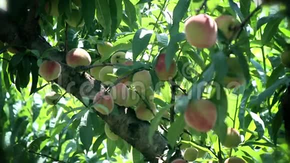 桃子水果视频的预览图