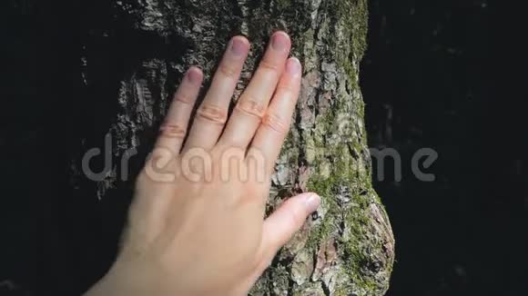 雌性手抚摸纹理树皮视频的预览图