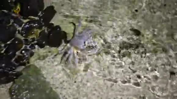 红海鬼蟹蟹沿着沙滩奔跑视频的预览图