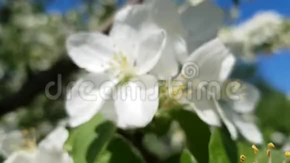 樱花树上开着美丽的白花雄蕊雌蕊和叶小风摇动树枝视频的预览图