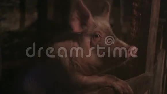 猪咀嚼特写视频的预览图