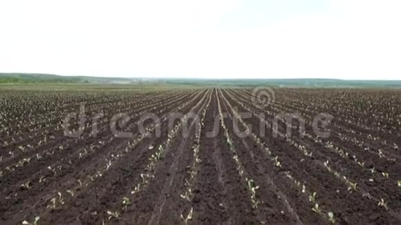 种植卷心菜的农业农场年轻的芽在一片大片的田野上生长视频的预览图