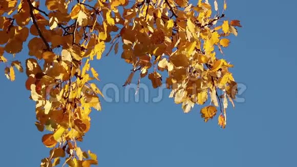 秋天的白杨枝过蓝天视频的预览图