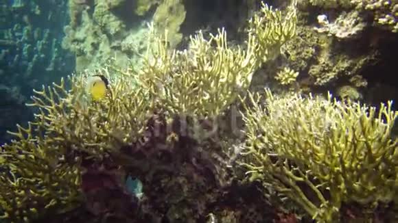 珊瑚礁不同类型的珊瑚和热带鱼类视频的预览图