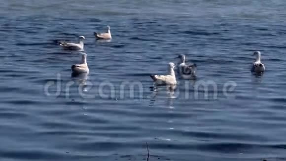 海上的海鸥视频的预览图