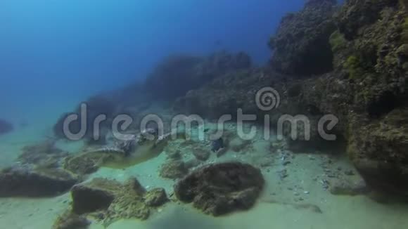 绿海龟游泳接近水生海龟关闭平静优雅的海洋生物视频的预览图