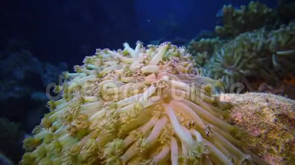 静态视频红海里的珊瑚礁珊瑚触须捕捉浮游生物摇摆不定的美丽水下景观视频的预览图