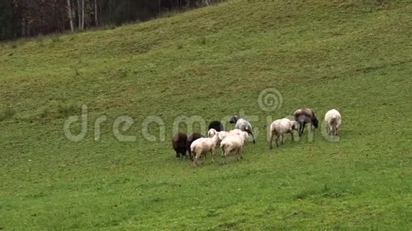 羊在巴伐利亚的山地草地上放牧视频的预览图