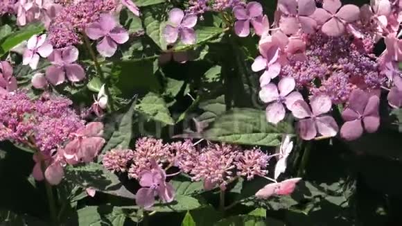 绣球花的花序视频的预览图