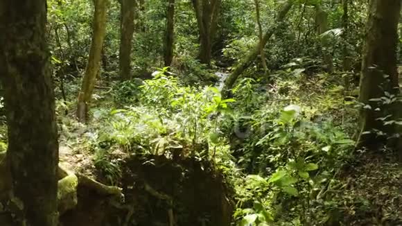 带岩石的热带雨林和河流的神奇景色的无人机观景图很狂野阳光视频的预览图