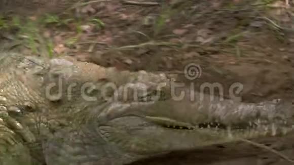 奥里诺科鳄鱼离开池塘哥伦比亚视频的预览图