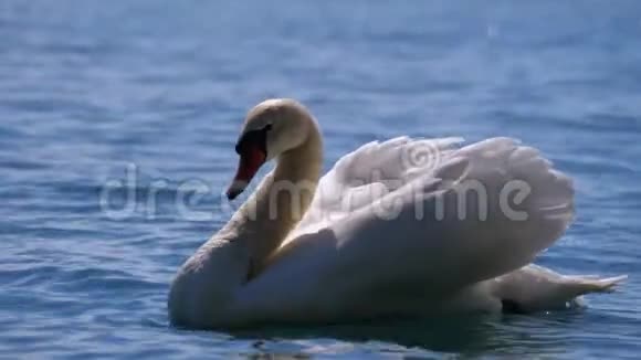 巨大的白天鹅游在清澈的山湖里清澈的蓝水瑞士视频的预览图