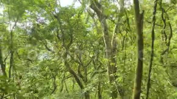 雨林神奇风光的无人机观景图很狂野阳光视频的预览图