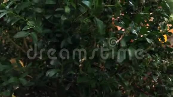秋天的南瓜在花园里乡下的南瓜新鲜成熟南瓜在田间生长视频的预览图